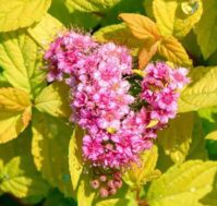 Спирея японская: Голдмаунд Питомник Омский Садовод