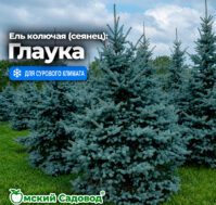 Ель колючая (сеянец) Глаука Питомник Омский Садовод