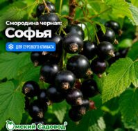 Питомник Омский Садовод