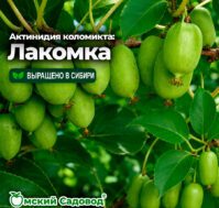 Актинидия коломикта: Лакомка Питомник Омский Садовод