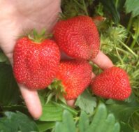 Питомник Омский Садовод