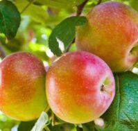 Питомник Омский Садовод