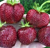 Питомник Омский Садовод