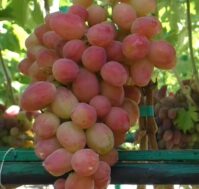 Питомник Омский Садовод