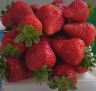 Питомник Омский Садовод