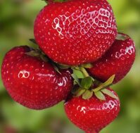 Питомник Омский Садовод