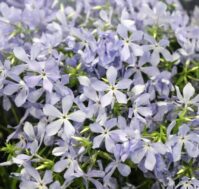 Питомник Омский Садовод