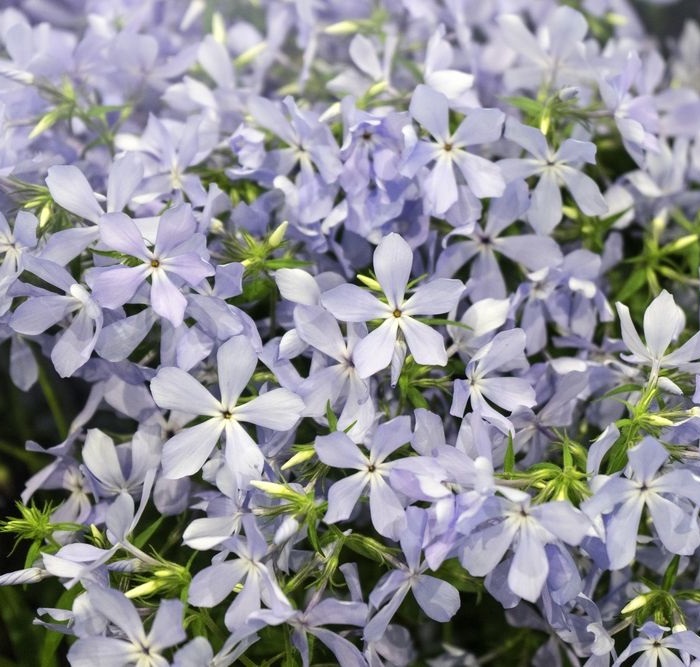 Флокс растопыренный: Клаудс оф Парфюм Питомник Омский Садовод