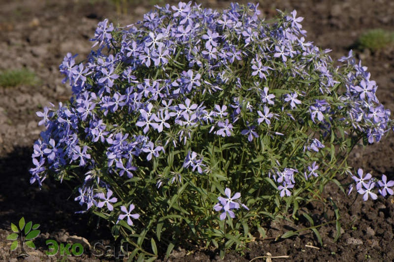 Флокс растопыренный: Клаудс оф Парфюм Питомник Омский Садовод