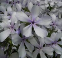 Питомник Омский Садовод