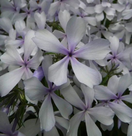 Флокс растопыренный: Мэй Бриз Питомник Омский Садовод