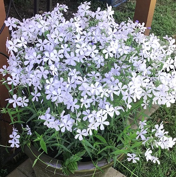 Флокс растопыренный: Мэй Бриз Питомник Омский Садовод