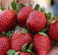 Питомник Омский Садовод