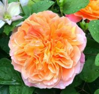 Питомник Омский Садовод