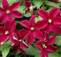 Клематис Бернинг Лав Питомник Омский Садовод