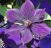 Клематис: Негритянка Питомник Омский Садовод