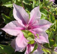 Клематис: Пинк Фэнтези Питомник Омский Садовод