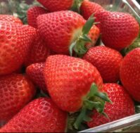 Питомник Омский Садовод