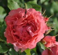 Роза шраб: Коралл Желе Питомник Омский Садовод