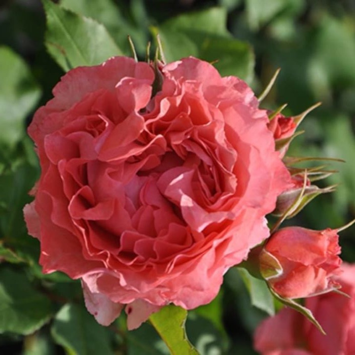 Роза шраб: Коралл Желе Питомник Омский Садовод