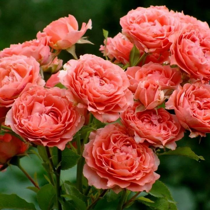 Роза шраб: Коралл Желе Питомник Омский Садовод