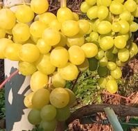 Питомник Омский Садовод