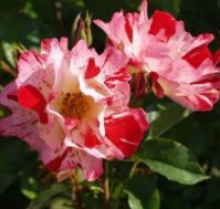 Питомник Омский Садовод