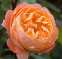 Питомник Омский Садовод