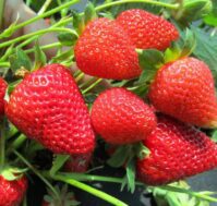 Питомник Омский Садовод