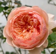 Питомник Омский Садовод