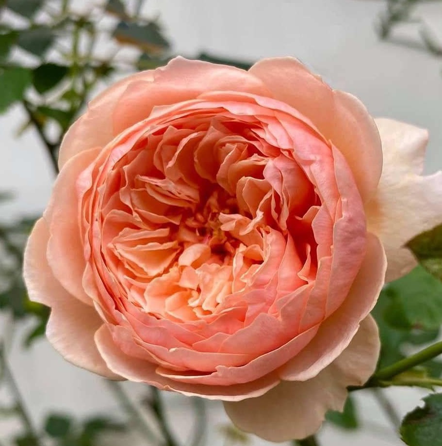 Роза шраб: Масора Питомник Омский Садовод