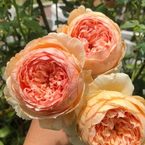 Роза шраб: Масора Питомник Омский Садовод