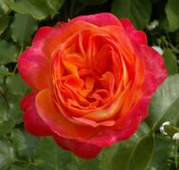 Питомник Омский Садовод