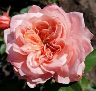 Питомник Омский Садовод