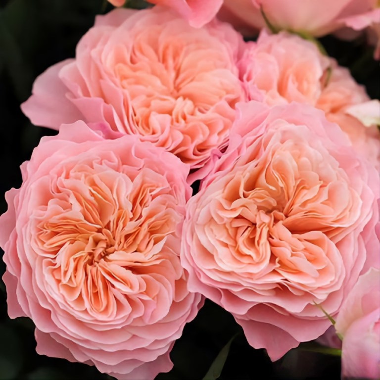 Роза шраб: Микото Питомник Омский Садовод