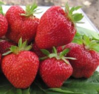 Питомник Омский Садовод