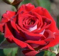 Питомник Омский Садовод