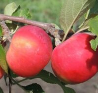 Питомник Омский Садовод