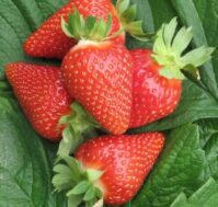 Питомник Омский Садовод