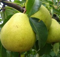 Питомник Омский Садовод