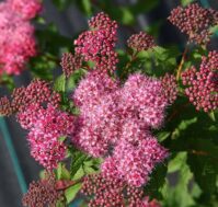 Спирея японская: Суперстар Питомник Омский Садовод