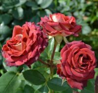 Питомник Омский Садовод