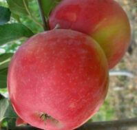 Питомник Омский Садовод