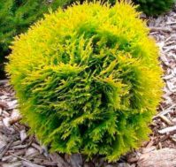 Питомник Омский Садовод