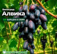 Питомник Омский Садовод