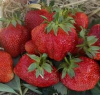 Питомник Омский Садовод