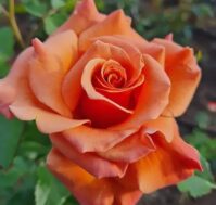 Питомник Омский Садовод