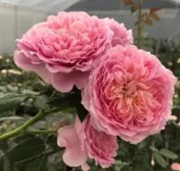 Питомник Омский Садовод