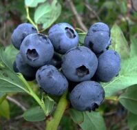 Питомник Омский Садовод