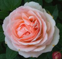 Роза шраб: Клер Ренессанс Питомник Омский Садовод